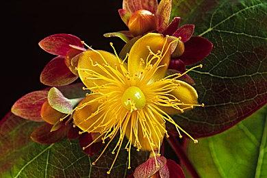 将《最终幻想起源》人物变秃头 竟能提升游戏性能！